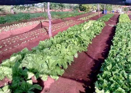 Hortaliças baterá recorde este ano em Anaurilândia