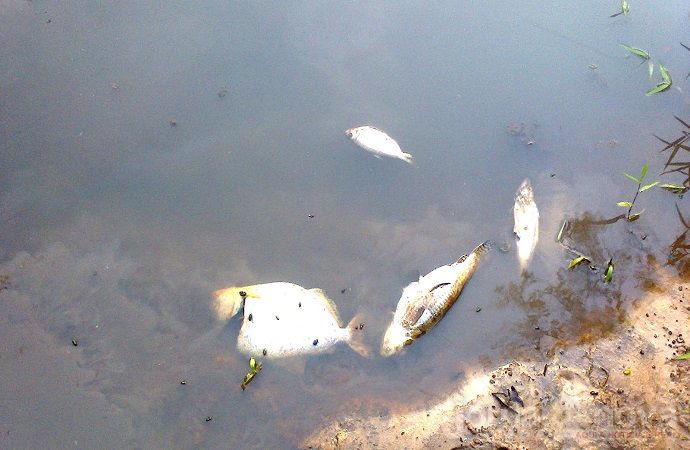 Morador denuncia mortandade de peixes no córrego Esperança em Batayporã