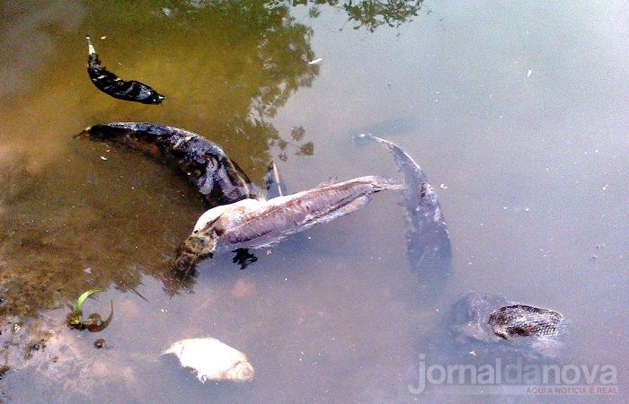 Morador denuncia mortandade de peixes no córrego Esperança em Batayporã