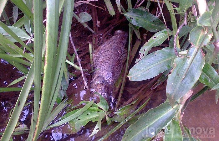 Morador denuncia mortandade de peixes no córrego Esperança em Batayporã