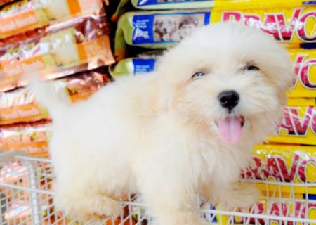Compra e venda de filhotes & venda de cachorros, na Casa da Ração