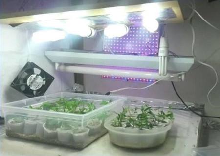 Polícia flagra estufas de maconha
