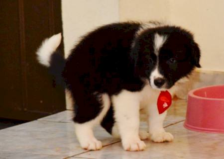 Compra e venda de filhotes & venda de cachorros, na Casa da Ração
