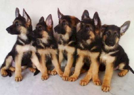 Compra e venda de filhotes & venda de cachorros, na Casa da Ração