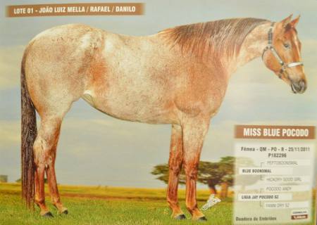 Cavalos quarto de milha e paint horse vão a leilão em Nova Andradina