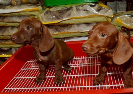 Compra e venda de filhotes & venda de cachorros, na Casa da Ração