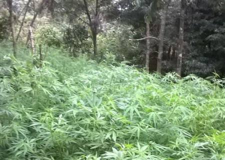 PM encontra plantação de maconha às margens de rodovia