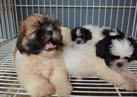 Compra e venda de filhotes & venda de cachorros na Casa da Ração