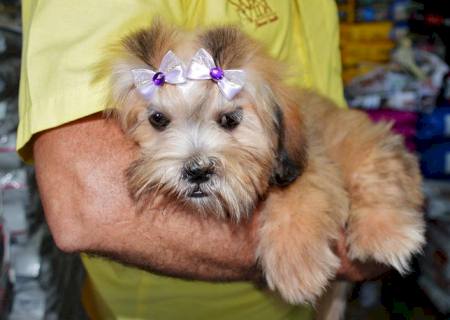 Lindos filhotes de Lhasa Apso e Chow-Chow na Casa da Ração