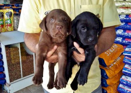 Casa da Ração está com lindos filhotes de Labrador e promoção imperdível em rações