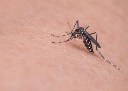 Cientistas americanos clonam vírus da zika