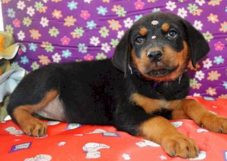 Chegaram lindos filhotes de Rottweiler, machos e fêmea na Casa da Ração