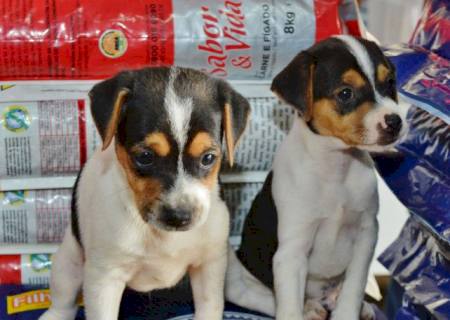 Lindos filhotes de Fox Paulistinha na Casa da Ração