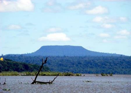 Mata Atlântica ainda ''sobrevive'' em 134 mil ha na região