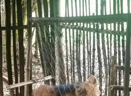 PMA e Cras recolhem e soltam lobo-guará