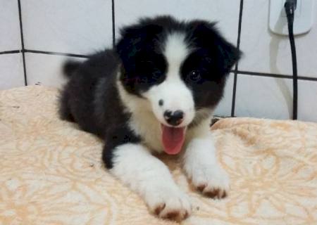 Chegaram lindos filhotes de Border Collie e Basset na Casa da Ração