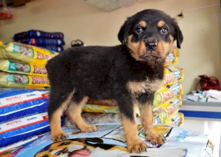 Chegaram lindos e encantadores filhotes de cães das mais lindas raças na Casa da Ração