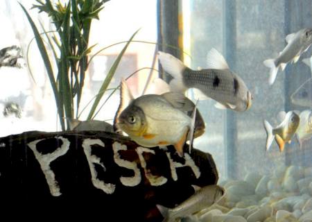 Agro e Pesca tem venda de aquários, peixes e alevinos para tanques e represas