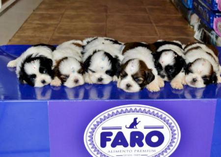 A Casa da Ração está com lindos e encantadores filhotes de cães das mais lindas raças