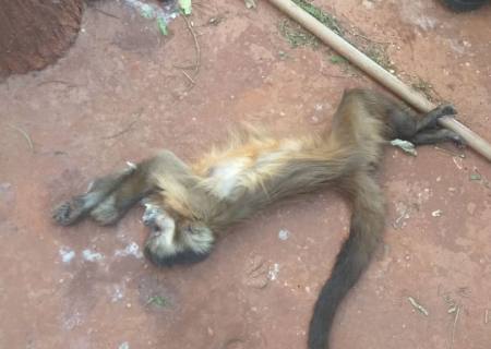 PMA encontra cincos macacos mortos a tiros e possivelmente envenenados