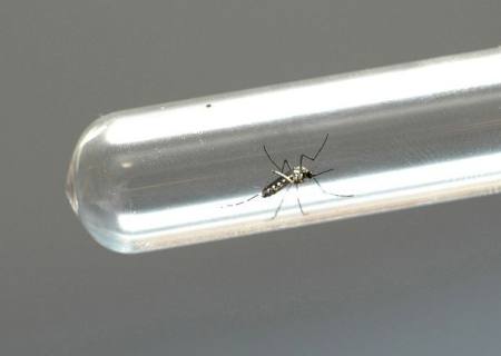 Dengue hemorrágica causa morte de menino de 11 anos em Dourados