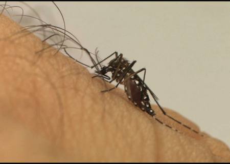 Em um ano, incidência da dengue no país aumenta 600%