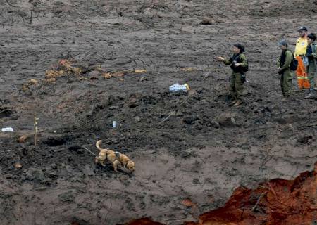 Oito meses após tragédia, cães que saíram de MS encontram corpo em Brumadinho