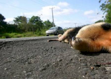 Governo trabalha para reduzir o atropelamento de animais em rodovias
