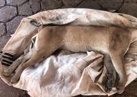 Onça Parda de 80 kg é encontrada morta próximo ao Presídio de Dourados
