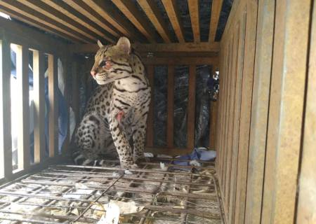 Jaguatirica ferida é recolhida ao Cras, após ser capturada em pousada de Aquidauana