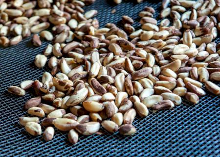 Arábia Saudita anuncia compra de frutas, castanhas e ovos do Brasil