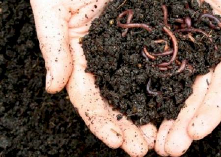 Com parceria entre Receita Federal e UEMS, cigarros apreendidos vão abastecer projeto de vermicompostagem