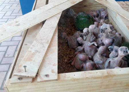 Traficante é autuado em R$ 750 mil por tráfico de papagaios em Bataguassu