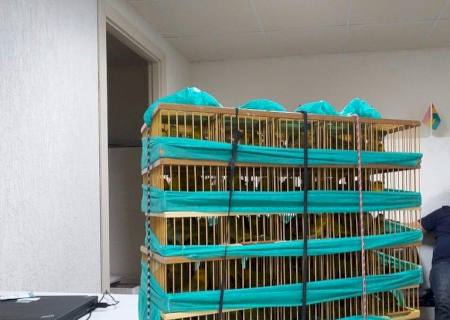 PF prende homem tentando embarcar com pássaros silvestres em voo comercial