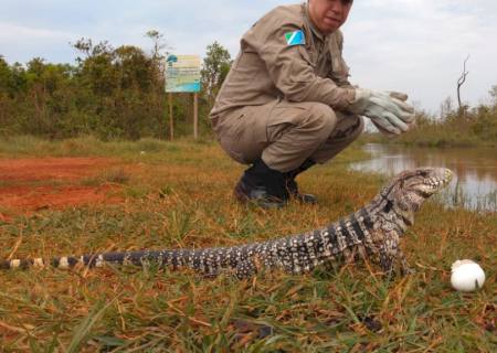 Corpo de Bombeiros captura teiú em residência de Nova Andradina