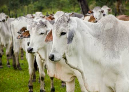 Nova etapa de vacinação contra febre aftosa começa em novembro