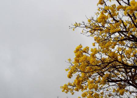 Semana começa com clima agradável em todo Estado