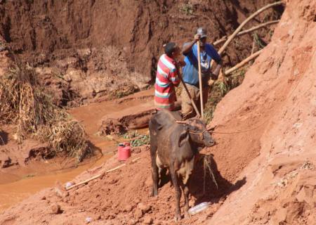 Vídeo: Em Nova Andradina, vacas leiteiras atolam em voçoroca