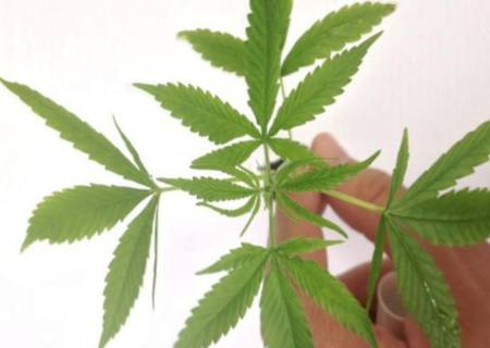 Anvisa autoriza fabricação e venda de medicamentos à base de Cannabis