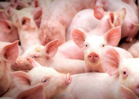 Governo moderniza Leitão Vida e fomenta produção sustentável na suinocultura de MS
