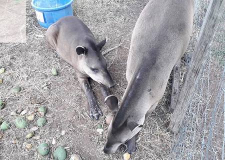 Fazendeiro é multado em R$ 10 mil por criar antas em cativeiro