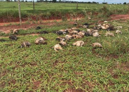 Polícia Ambiental Batayporã localiza 100 aves mortas lançadas inadequadamente em área rural