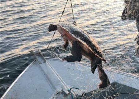 PMA solta 8 kg de peixes vivos, salva tartaruga e apreende redes de pesca
