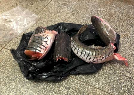 Técnico em refrigeração é preso por transporte de pescado capturado durante a Piracema