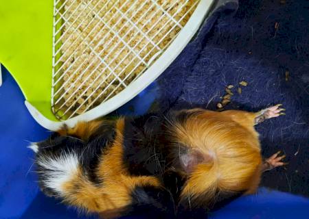 Para se vingar de madrasta, adolescente quebra coluna de porquinho-da-índia