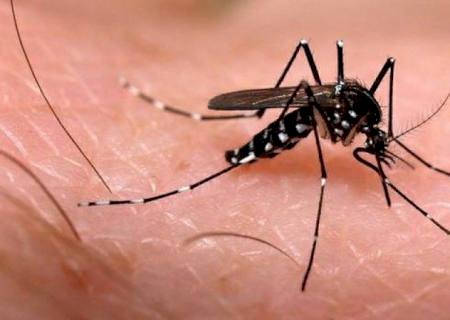 Anaurilândia tem 5.172 notificações de dengue, município com alta incidência da doença