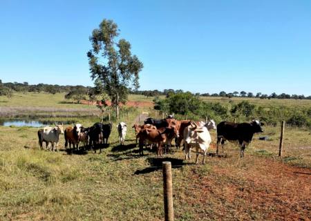 Pecuarista é multado em R$ 20 mil por criar gado em área protegida