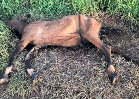 Veterinária é autuada por deixar cavalo morto nas proximidades de restaurante e residências