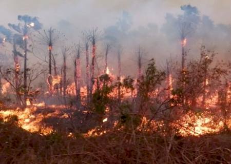 Março registra recorde no número de queimadas do Pantanal
