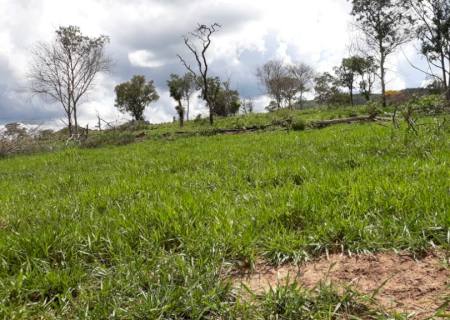 Fazendeira é multada em R$ 11,9 mil por desmatamento ilegal